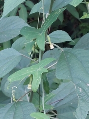 Solena amplexicaulis