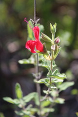 Salvia oaxacana