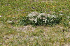 Glehnia littoralis