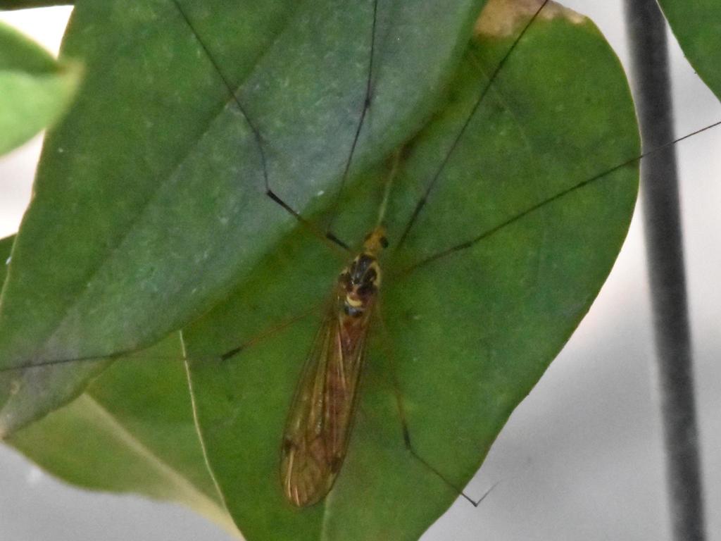 Nephrotoma antennata
