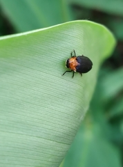 Abscondita cerata