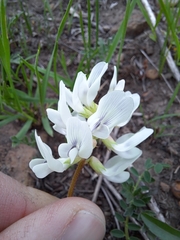 Astragalus crassicarpus trichocalyx