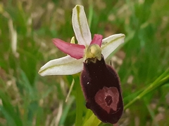 Ophrys bertolonii benacensis