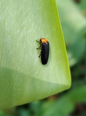 Abscondita cerata