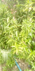 Magnoliopsida