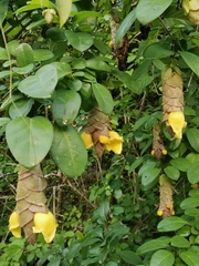 Gmelina philippensis