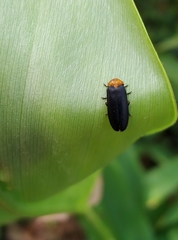 Abscondita cerata