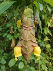 Gmelina philippensis