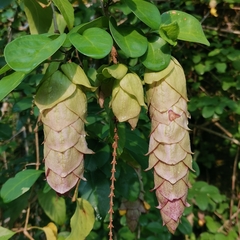 Gmelina philippensis