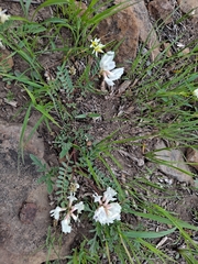 Astragalus crassicarpus trichocalyx