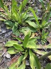 Carphephorus corymbosus