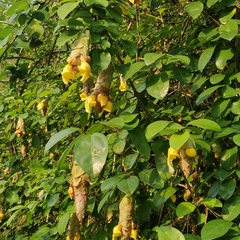 Gmelina philippensis