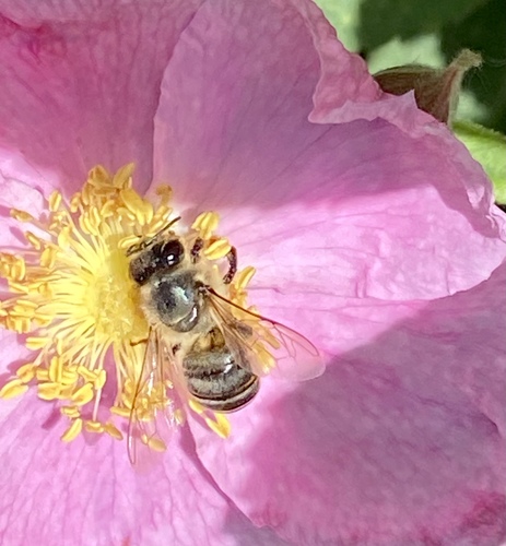 iNaturalist observation photo of Western Honey Bee