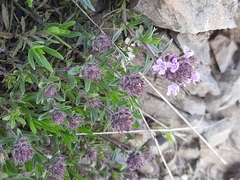 Thymus × porcii