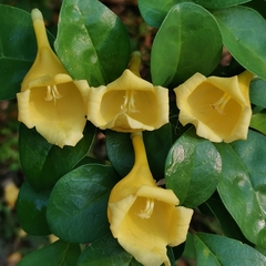Gmelina philippensis