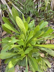Carphephorus corymbosus