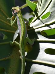 Bradypodion pumilum