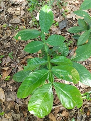 Magnoliopsida