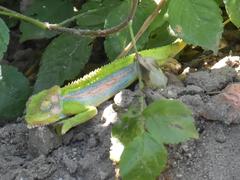 Bradypodion pumilum