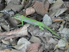 Bradypodion pumilum