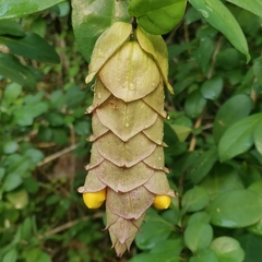 Gmelina philippensis