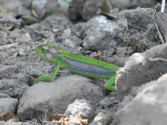 Bradypodion pumilum