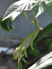 Bradypodion pumilum