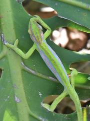 Bradypodion pumilum