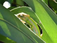 Bradypodion pumilum