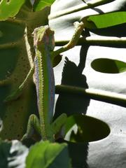 Bradypodion pumilum