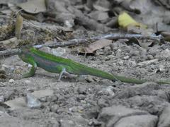 Bradypodion pumilum