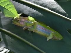 Bradypodion pumilum