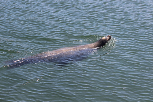 photo of California Sea Lion (Zalophus californianus)