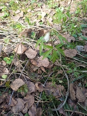 Anemonoides nemorosa