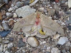 Automeris cecrops pamina