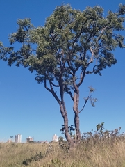 Dalbergia miscolobium