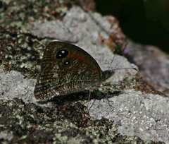 Stygionympha wichgrafi