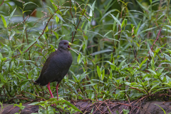 Pardirallus nigricans