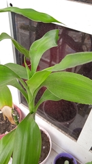 Dracaena sanderiana