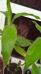 Dracaena sanderiana