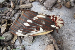 Citheronia splendens