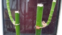 Dracaena sanderiana