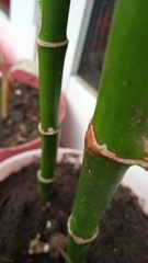 Dracaena sanderiana