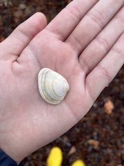 Chione elevata