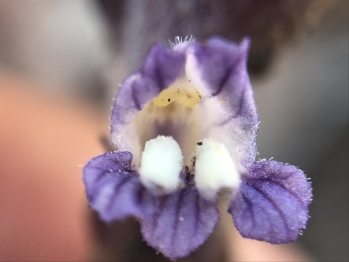 Representative image of Phelipanche rosmarina