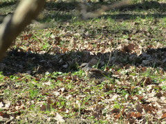 Turdus pilaris