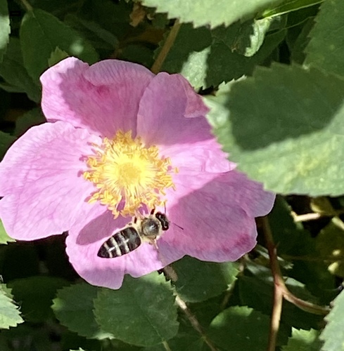 iNaturalist observation photo of Western Honey Bee