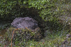 Cypseloides fumigatus