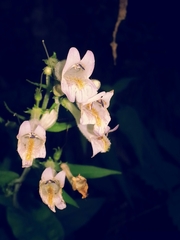 Penstemon canescens