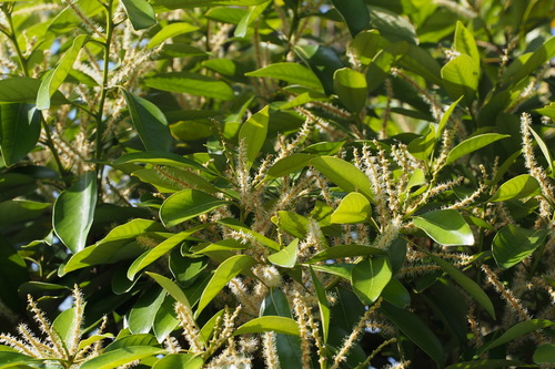 Lithocarpus edulis (Makino) Nakai